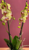 Орхидея Фаленопсис Фенси Фреклес 2 ст 