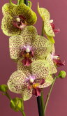 Орхидея Фаленопсис Фенси Фреклес 2 ст 