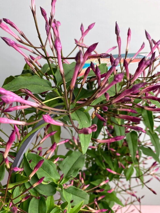 Жасмин полиантум Пинк 