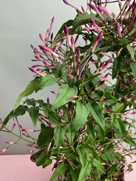 Жасмин полиантум Пинк 