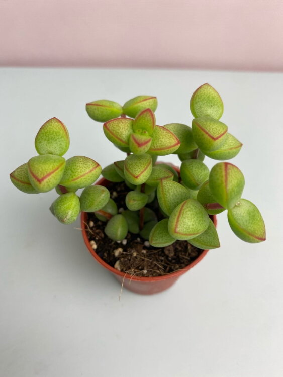 Крассула Бревифолия ⌀5 