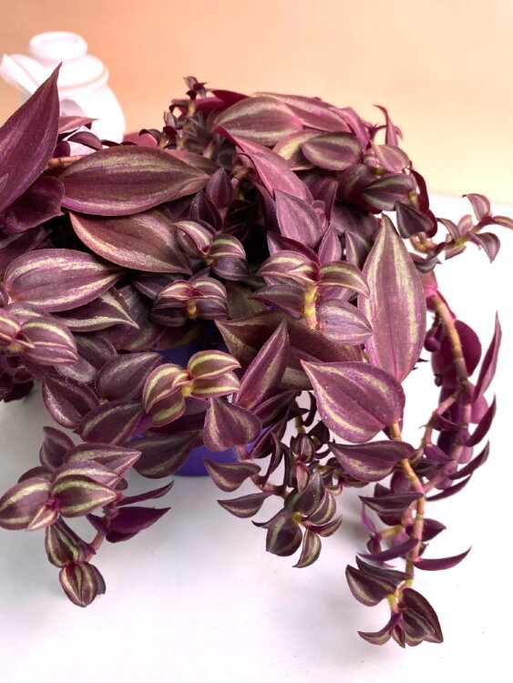 Традесканция Парпл Пассион ⌀12 30 см 