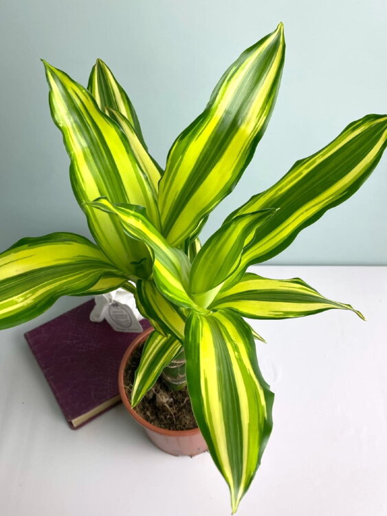 Драцена Фрагранс Еллоу Кост ⌀11 35 см 