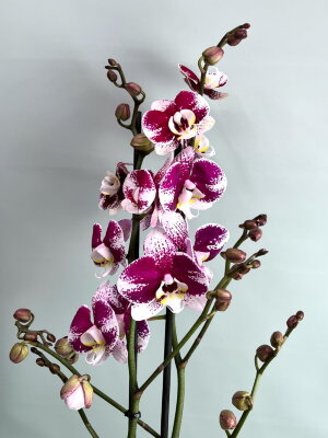 Орхидея Фаленопсис Белликозе 2 ст