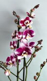 Орхидея Фаленопсис Белликозе 2 ст 