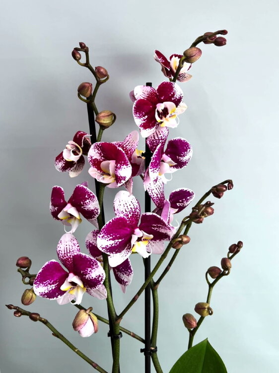 Орхидея Фаленопсис Белликозе 2 ст 