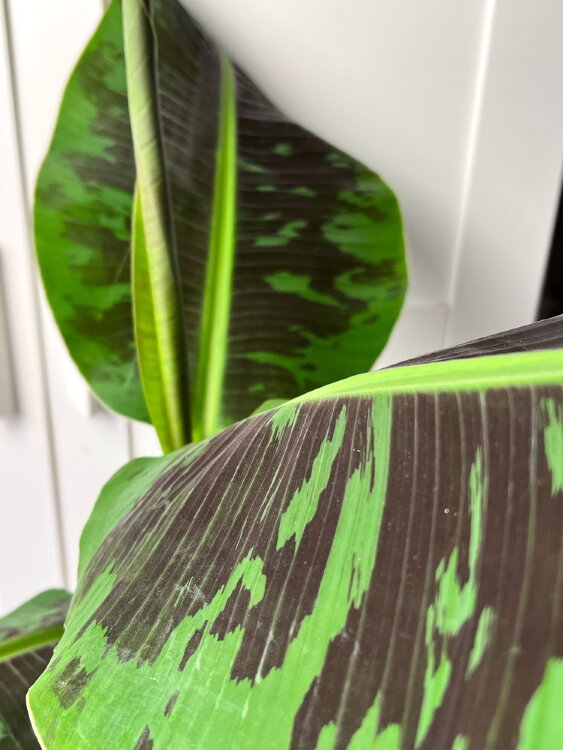 Муса (Банан) в корзине 