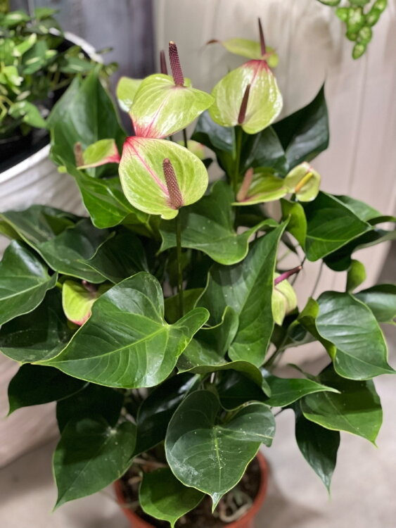 Антуриум Ягуар Грин ⌀21 75 см 