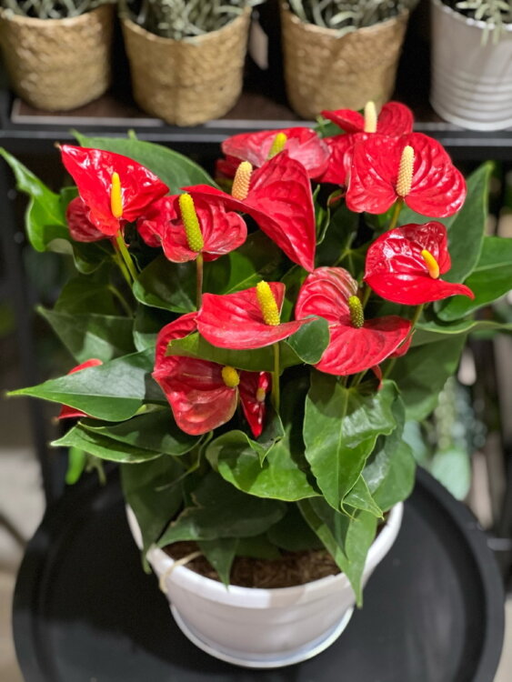 Антуриум Ред Чемпион ⌀20 45 см 