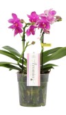 Орхидея Фаленопсис Черри Блосом (Арома) ⌀12 25 см 