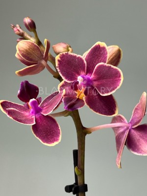 Орхидея Фаленопсис мини Кира ⌀6 20 см
