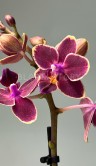 Орхидея Фаленопсис мини Кира ⌀6 20 см 