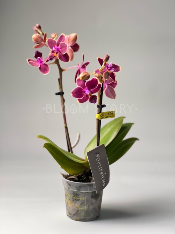 Орхидея Фаленопсис мини Кира ⌀6 20 см 
