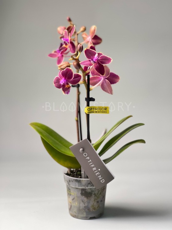 Орхидея Фаленопсис мини Кира ⌀6 20 см 