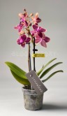 Орхидея Фаленопсис мини Кира ⌀6 20 см 