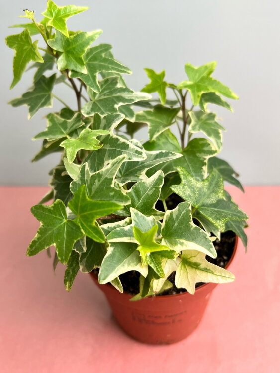 Хедера хеликс Ева ⌀9 15 см 