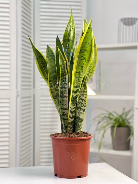 Сансевиерия Лауренти ⌀17 65 см 