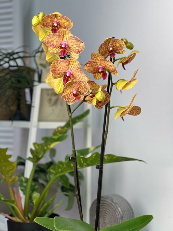 Орхидея Фаленопсис Калейдоскоп ⌀12 65 см 