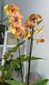 Орхидея Фаленопсис Калейдоскоп ⌀12 65 см 