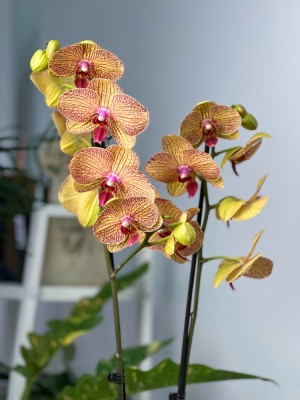 Орхидея Фаленопсис Калейдоскоп ⌀12 65 см