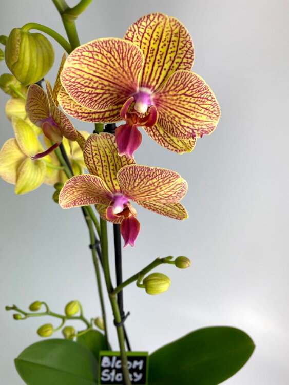 Орхидея Фаленопсис Калейдоскоп ⌀12 65 см 