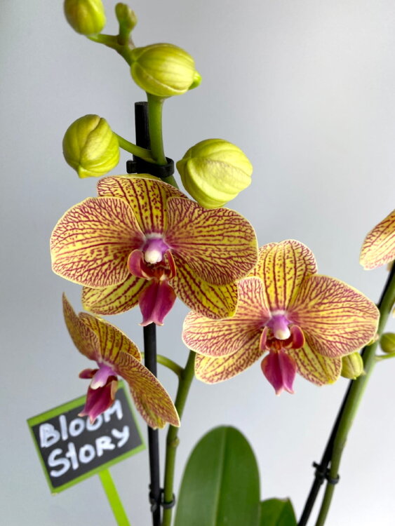 Орхидея Фаленопсис Калейдоскоп ⌀12 65 см 