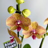 Орхидея Фаленопсис Калейдоскоп 2 ст 