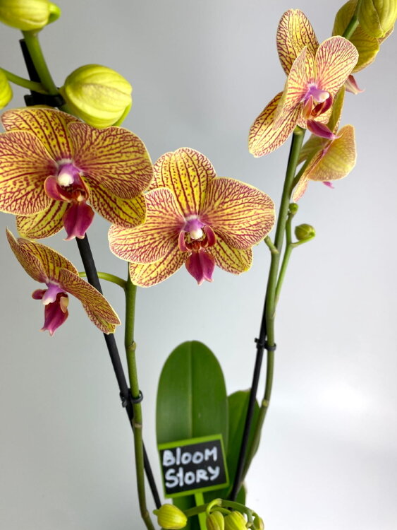 Орхидея Фаленопсис Калейдоскоп ⌀12 65 см 