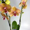 Орхидея Фаленопсис Калейдоскоп 2 ст 