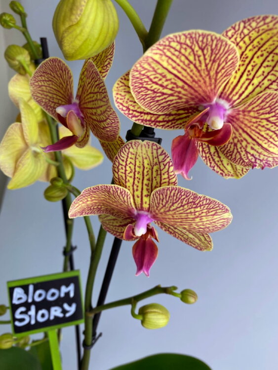 Орхидея Фаленопсис Калейдоскоп ⌀12 65 см 