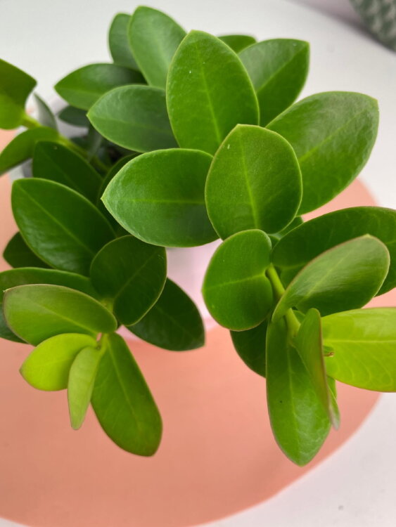 Хойя Кумингиана ⌀8 20 см 