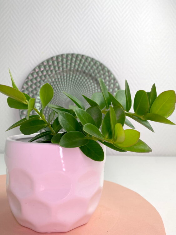 Хойя Кумингиана ⌀8 20 см 