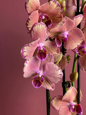 Орхидея Фаленопсис Пират Пикоти 2 ст
