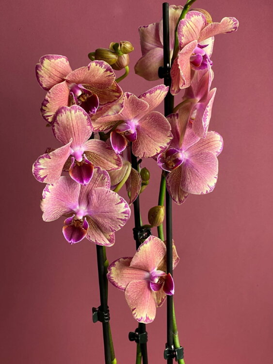 Орхидея Фаленопсис Пират Пикоти ⌀12 60 см 