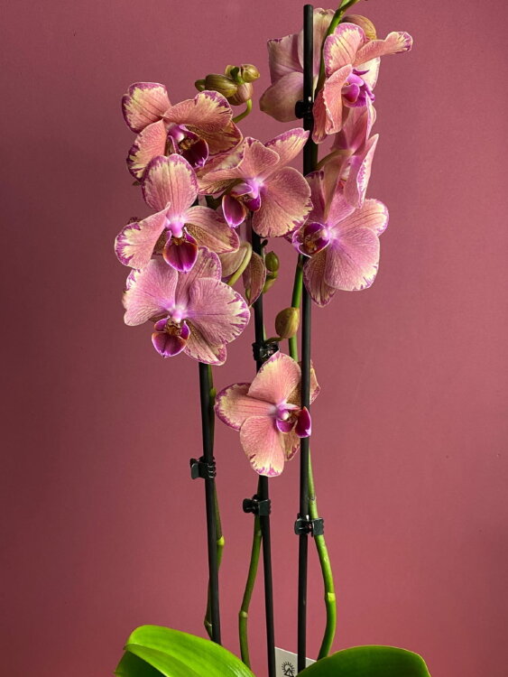Орхидея Фаленопсис Пират Пикоти ⌀12 60 см 