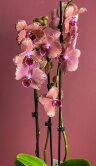 Орхидея Фаленопсис Пират Пикоти 2 ст 
