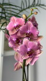 Орхидея Фаленопсис Пират Пикоти ⌀12 60 см 