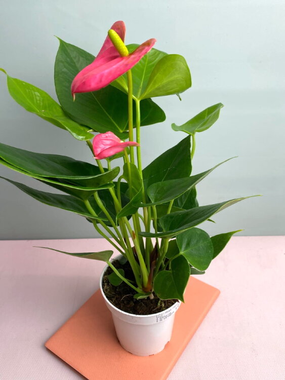 Антуриум Ариса Пинк ⌀9 25 см 