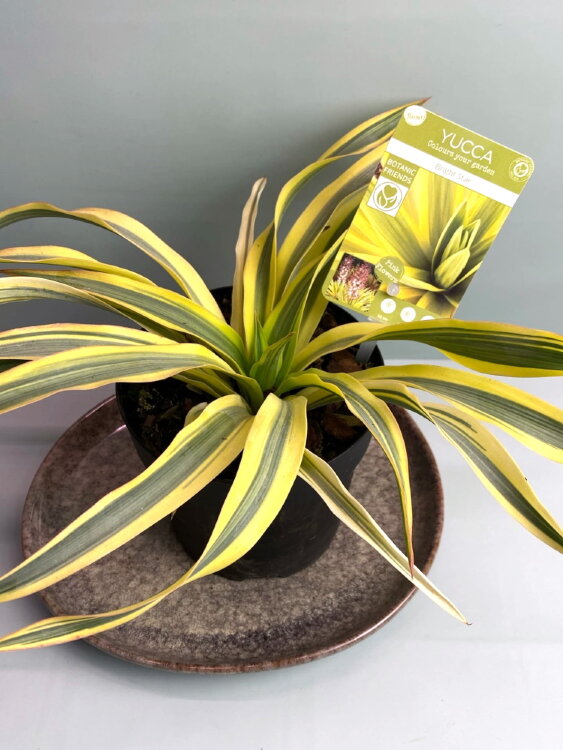 Юкка Глориоза вариегатная Брайдж Стар ⌀13 25 см 