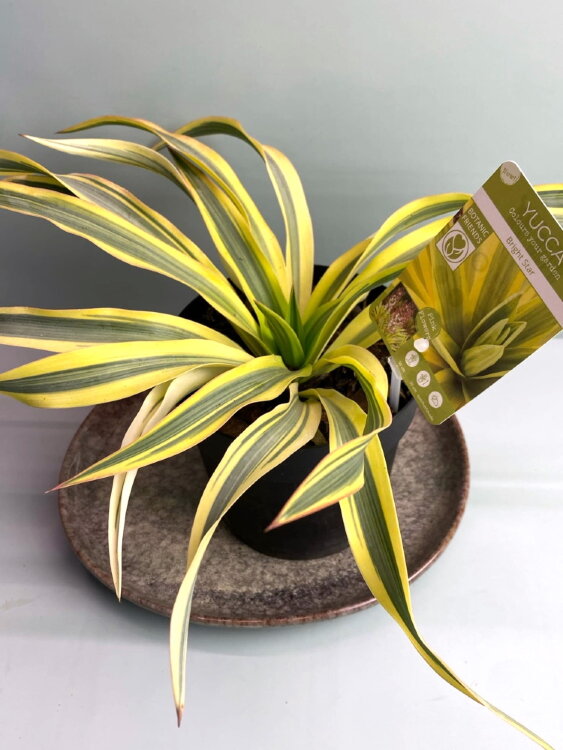 Юкка Глориоза вариегатная Брайдж Стар ⌀13 25 см 