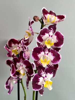 Орхидея Фаленопсис Тинкербеллз 2 ст