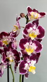 Орхидея Фаленопсис Тинкербеллз 2 ст 