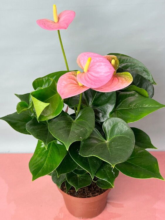 Антуриум Сенса ⌀14 45 см 