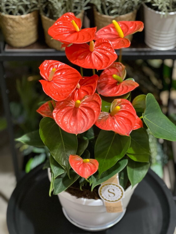 Антуриум Оранж Чемпион ⌀20 45 см 