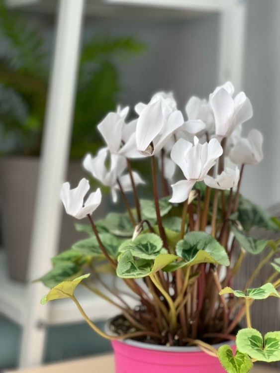 Цикламен белый ⌀12 