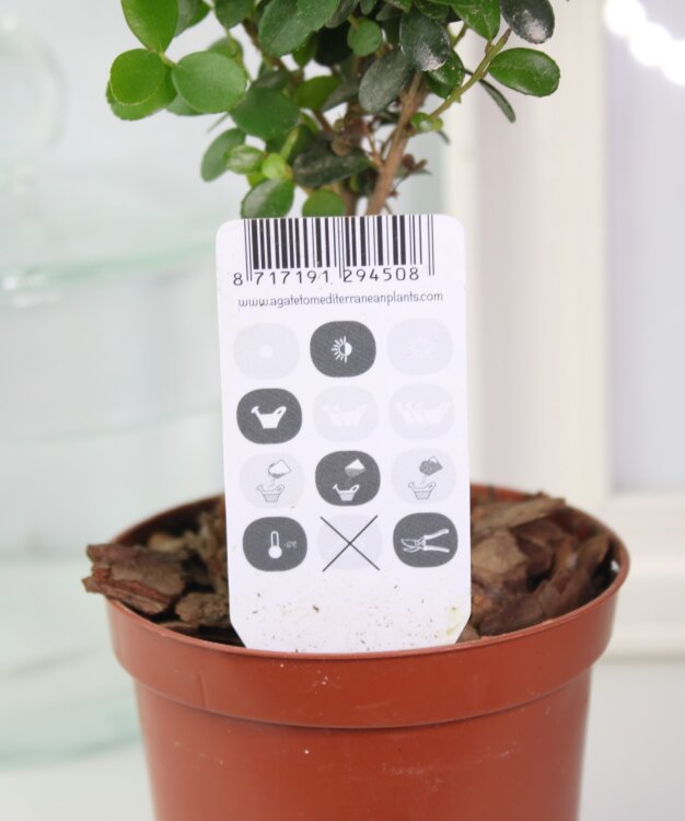 Мирсина африканская штамбовая уход