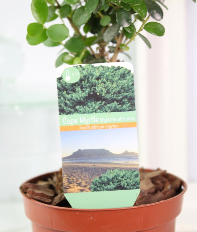 Мирсина африканская штамбовая