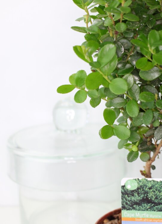 Мирсина африканская штамбовая