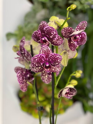 Орхидея Фаленопсис Вайлд Кэт ⌀12 55 см
