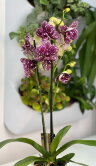 Орхидея Фаленопсис Вайлд Кэт ⌀12 55 см 